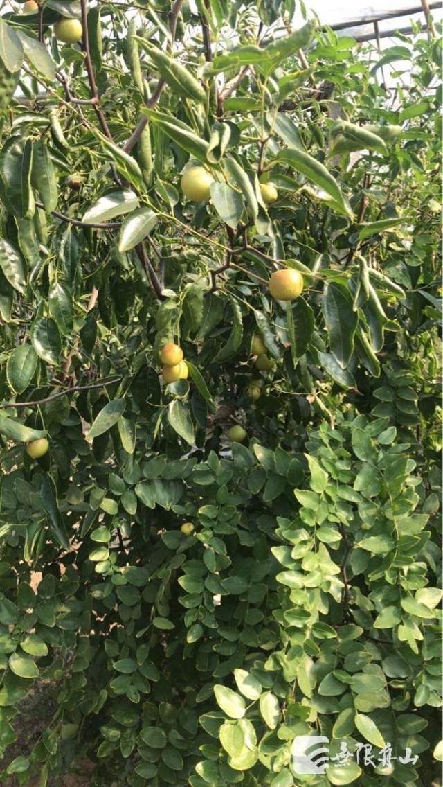 新鲜脆枣上市,新鲜脆枣上市——选购、品尝与储存全攻略