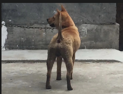 下司犬的家园故事与出售价格探讨