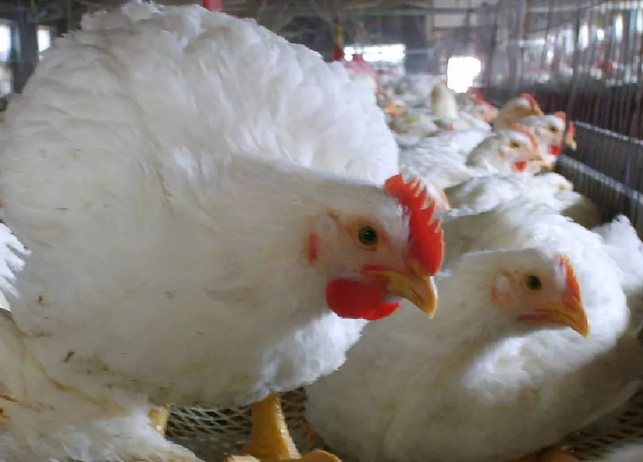 肉鸡行情鸡病专业网使用指南及行情解析