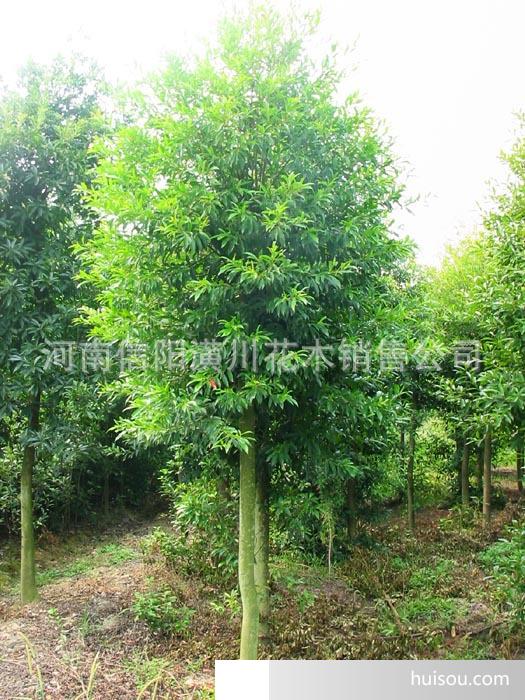 大叶女贞，揭秘15公分价格与独特魅力