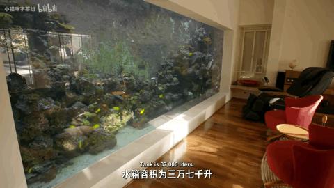 开心水族箱攻略最新探索，小巷隐藏宝藏揭秘