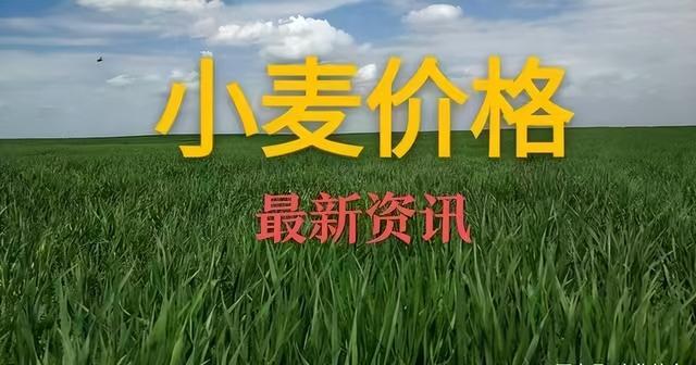 河南今日小麦行情，一粒麦子的故事与人生励志之旅