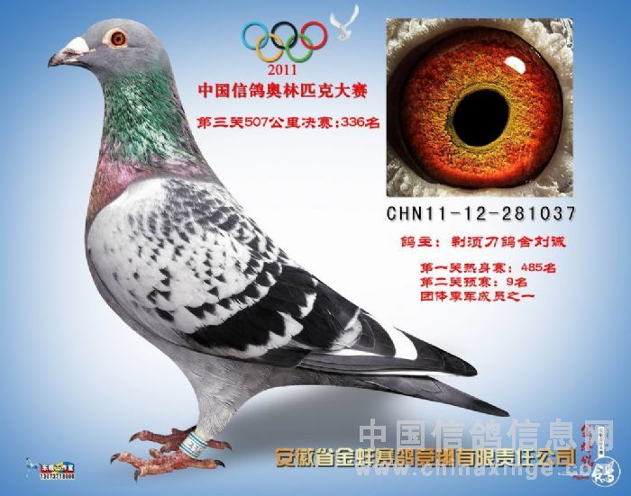 中华信鸽网168比赛直播及观看指南